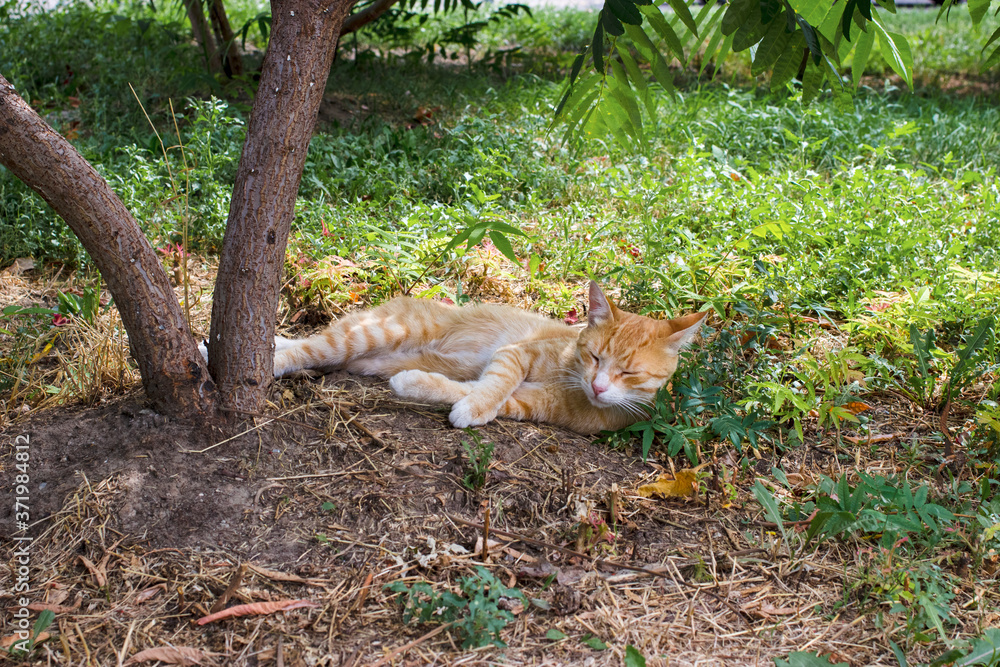 Homeless cat, red and white cat sleeping on the street Homeless cat, red and white cat sleeping on the street