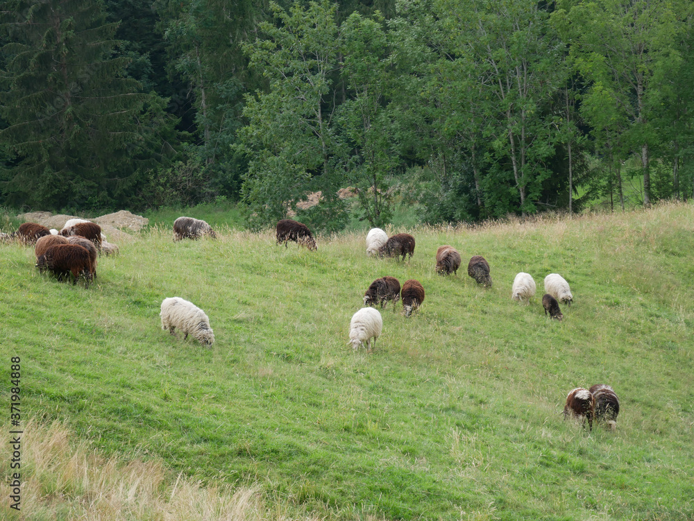 Fototapeta premium Troupeau de moutons 