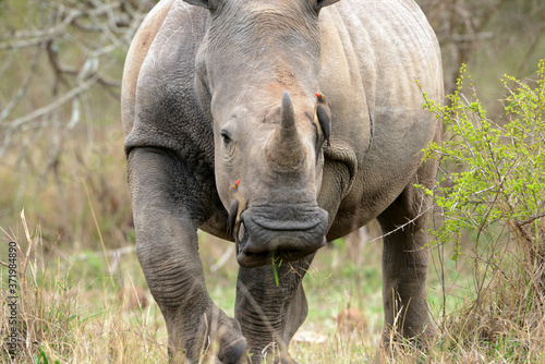 Detailaufnahme vom Nashorn mit Madenhacker im Krüger Nationalapark in Südafrika 