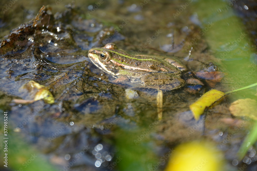GRENOUILLE AU BORD DE L'ETANG DE SAINT-PAUL-EN-CHABLAIS GRENOUILLE AU BORD DE L'ETANG DE SAINT-PAUL-EN-CHABLAIS