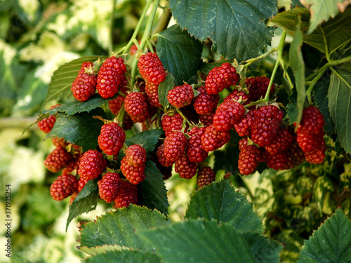 ripening blackberries bunch hanging of the branch