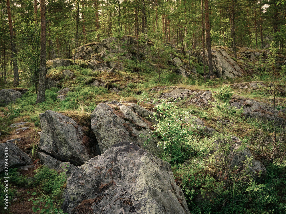 Karelian forest at dusk Karelian forest at dusk