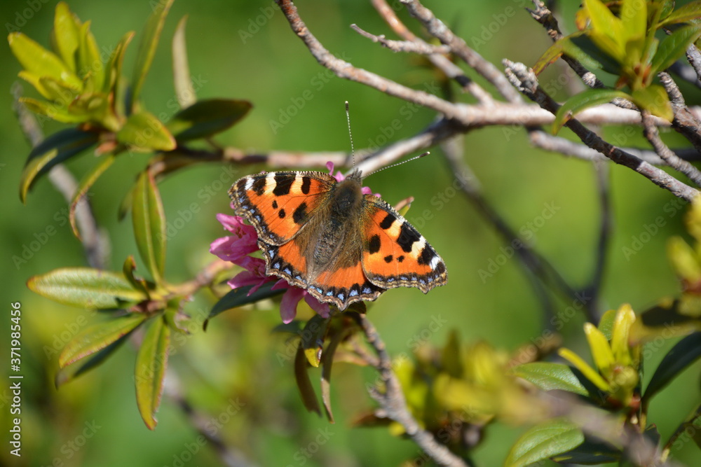 Obraz premium PAPILLON PETITE TORTUE VERS LES CHALETS DE NEUTEU A NOVEL