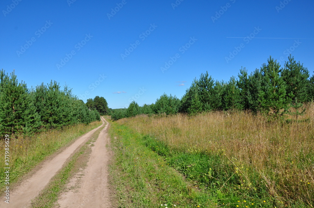 a sandy road goes through a field overgrown with fir and pine trees, a blue sky without clouds. Summer. Sunny day. Horizontal photo.