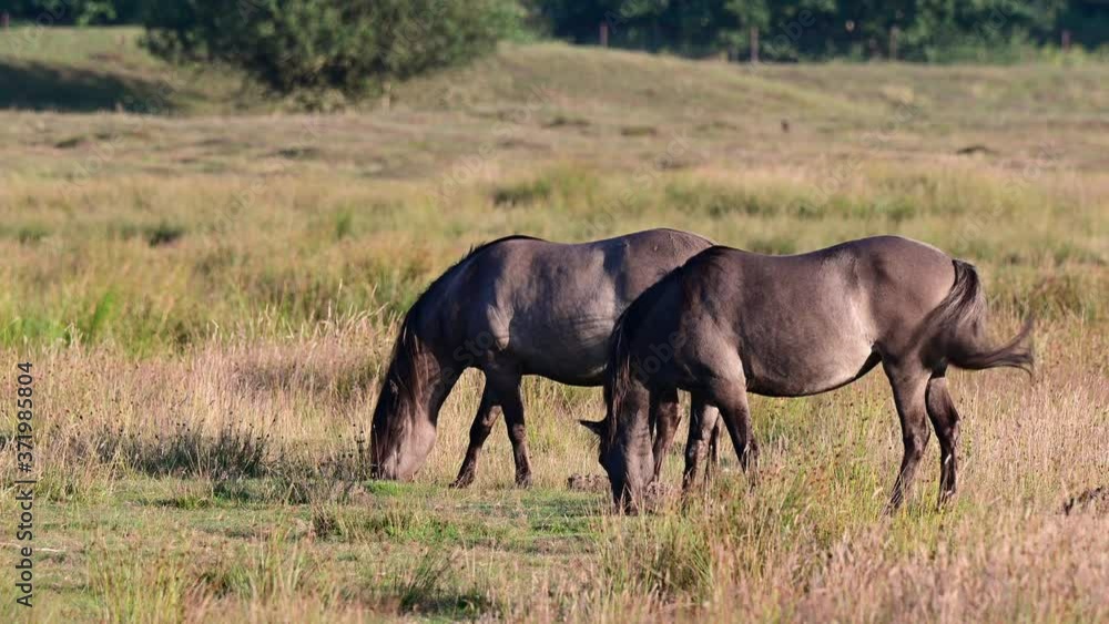 Eurasian wild horses, tarpans are grazing on the meadow in a nature reserve, summer, north germany, (equus ferus) Eurasian wild horses, tarpans are grazing on the meadow in a nature reserve, summer, north germany, (equus ferus)