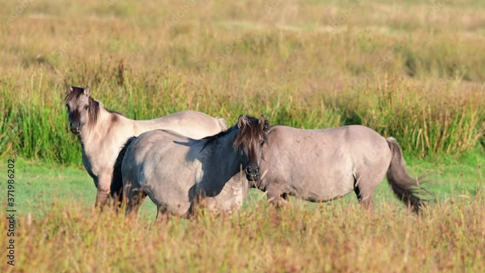 Eurasian wild horses, tarpans are grazing on the meadow in a nature reserve, summer, north germany, (equus ferus) Eurasian wild horses, tarpans are grazing on the meadow in a nature reserve, summer, north germany, (equus ferus)