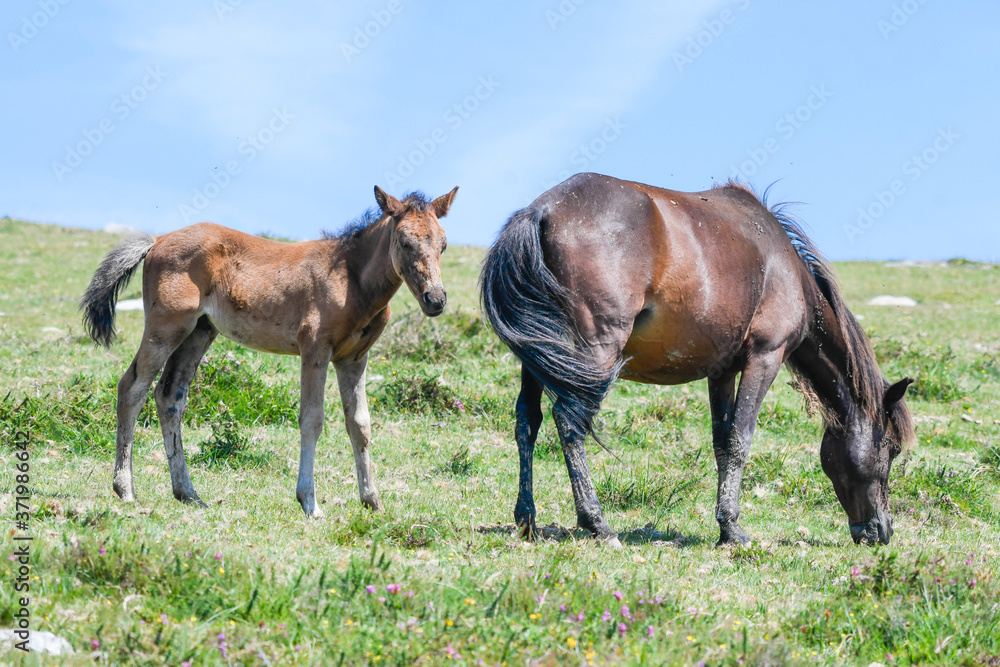 Mare with her foal in high altitude pasture Mare with her foal in high altitude pasture