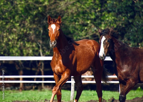 Chestnut filly and bay colt playing in field