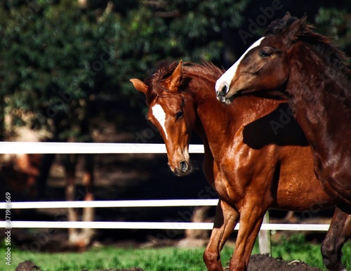 Chestnut filly and bay colt playing in field