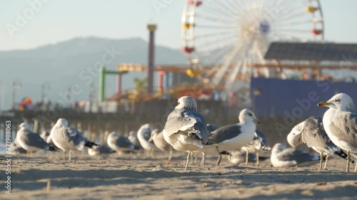 Sea gulls on sunny sandy california beach, classic ferris wheel in amusement park on pier in Santa Monica pacific ocean resort. Summertime iconic view, symbol of Los Angeles, CA USA. Travel concept.