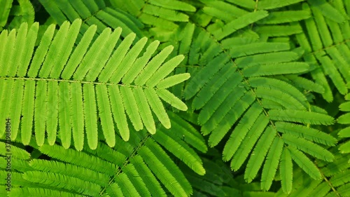 The Climbing Wattle and Shadows Moving Slowly When The Wind Blow