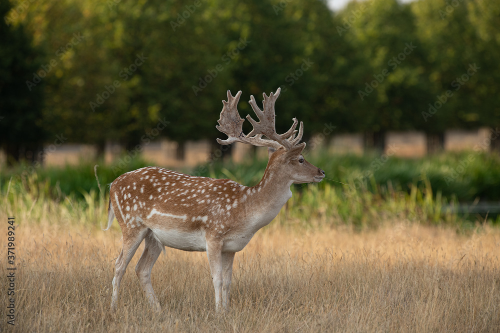 A male fallow deer cooling down in the shade A male fallow deer cooling down in the shade