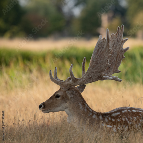 A male fallow deer cooling down in the shade on a warm day