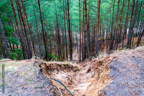 Puszcza Knyszyńska, żwirownia w Ogrodniczkach, Podlasie, Polska photo