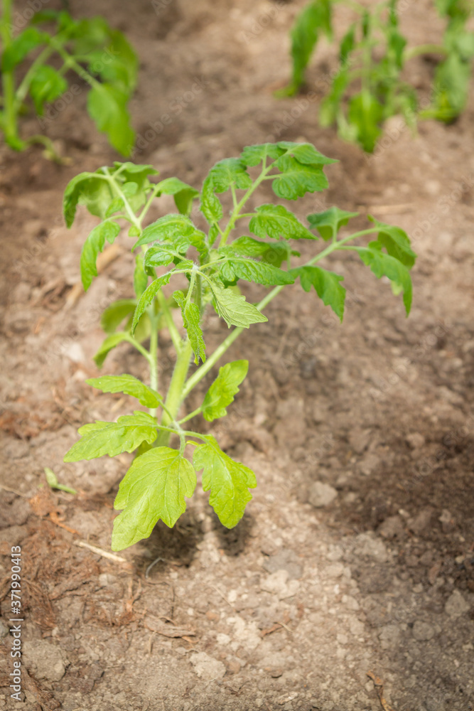 Tomato seedlings grow in a greenhouse in the garden Tomato seedlings grow in a greenhouse in the garden