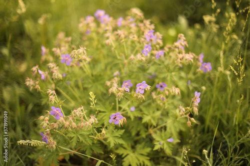 Blurred background. Field summer purple flowers on a green background. Meadow geranium. Copy space.