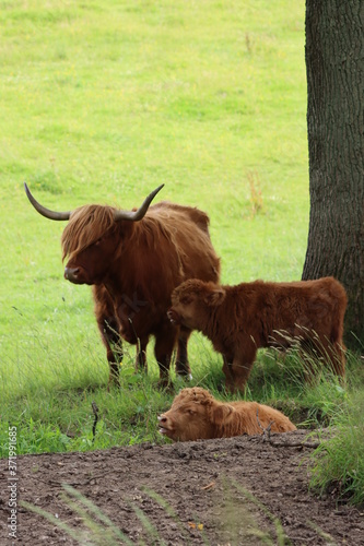 Highland cattle