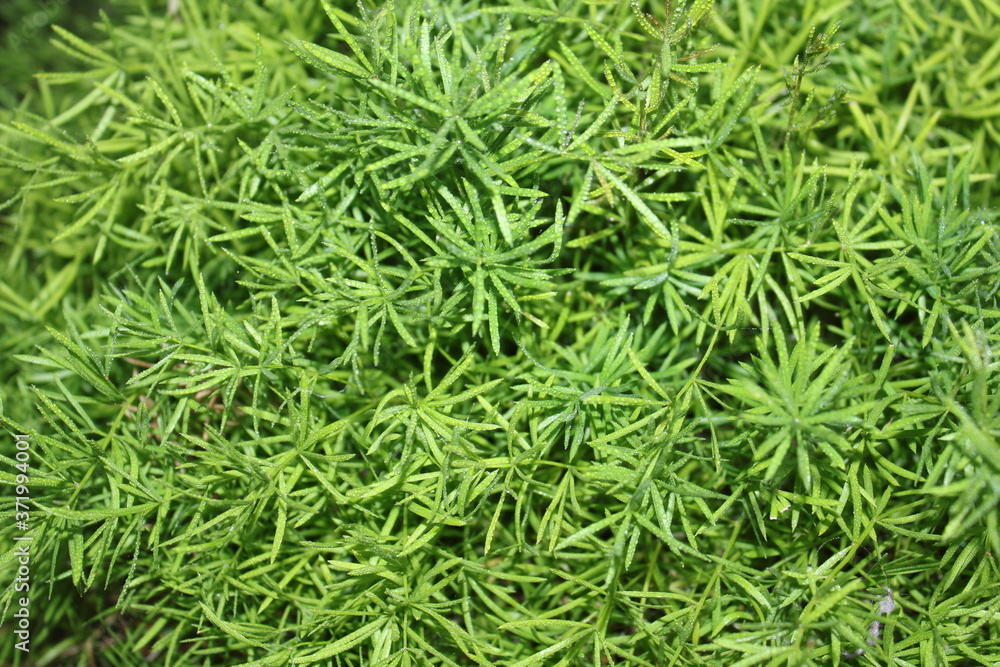 Fototapeta premium plant