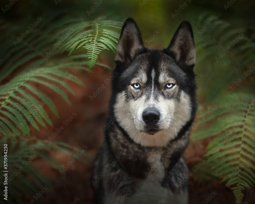 Obraz premium Husky dans les fougères landaises