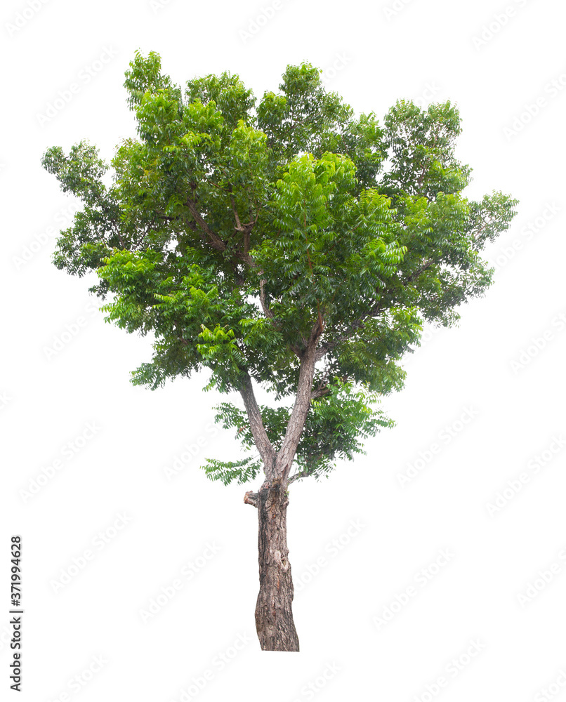 Beautiful green tree isolated on white.