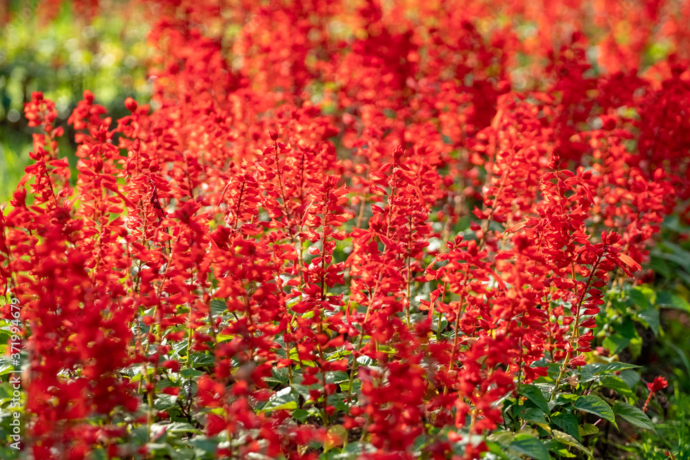 Beautiful red salvia flowers background in Batumi park