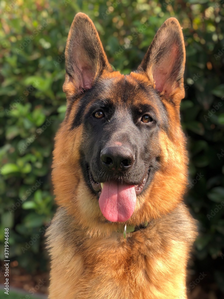 Handsome photo of a male german shepherd with his tongue out