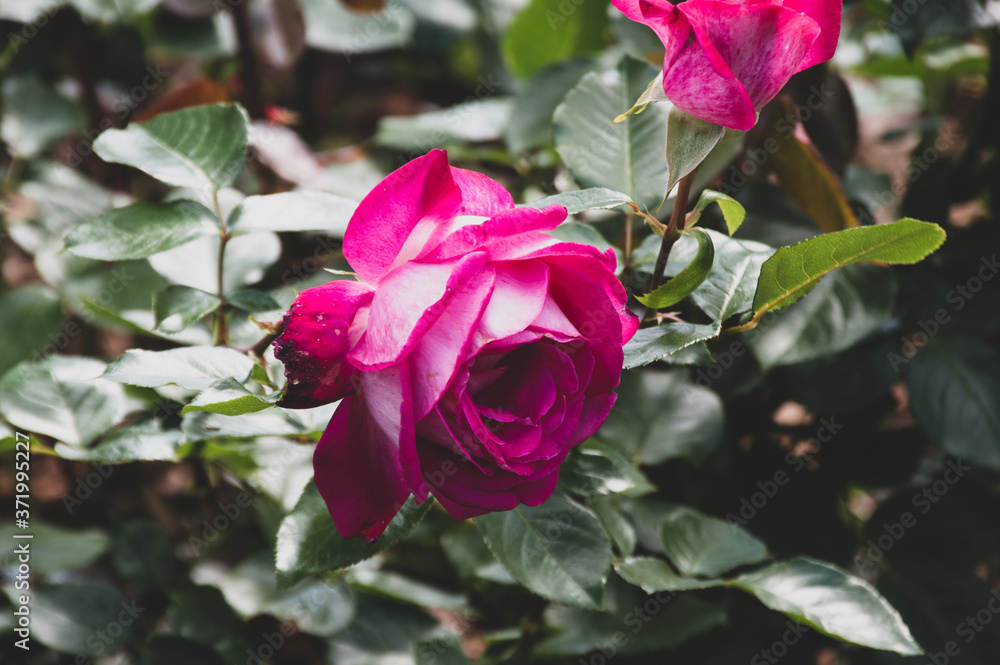 tender pink rose flower on green background