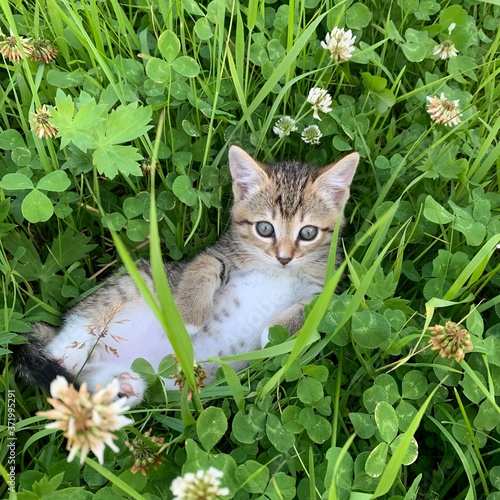 Wallpaper Mural cat in the grass Torontodigital.ca