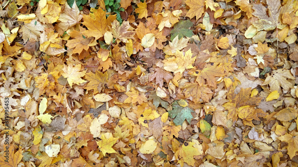 autumn leaves background autumn leaves background