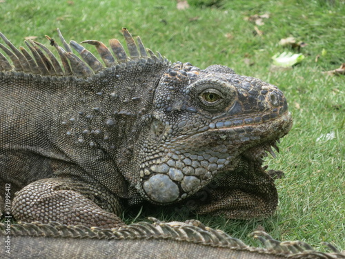 Iguana