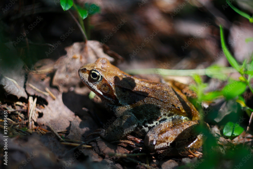 Obraz premium frog in the grass