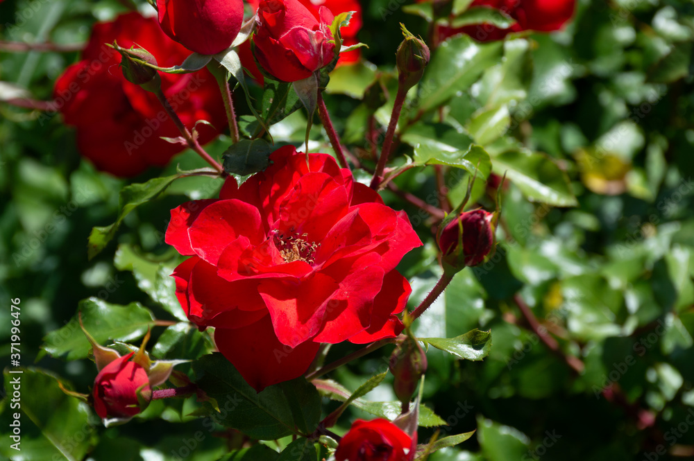beautiful red roses in garden