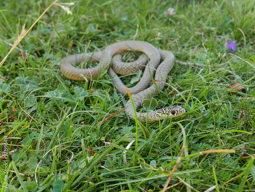 closeup photography of the snake Hierophis viridiflavus, the green whip snake or western whip snake  ,pyrenees catalonia Spain.
 photo