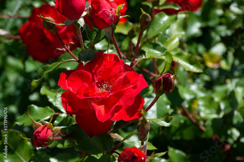 beautiful red roses in garden