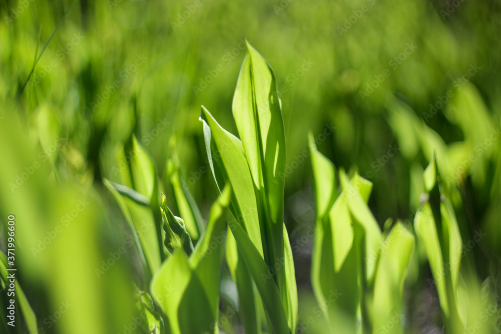 green grass background