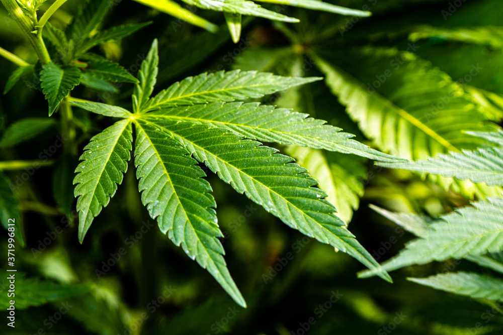 close up of green leaf, cannabis or marihuana plant close up of green leaf, cannabis or marihuana plant