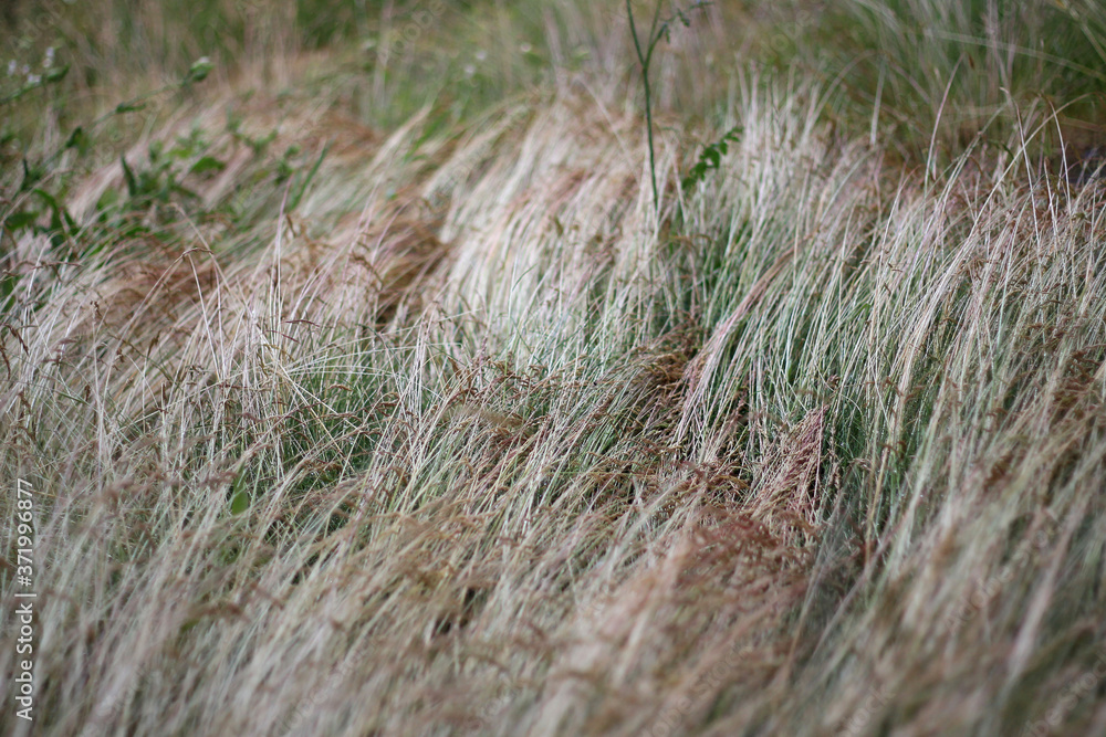 close up of grass in the wind close up of grass in the wind