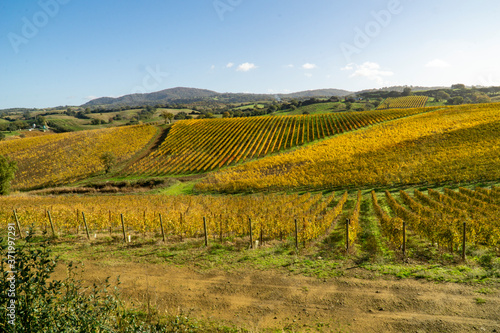 Italy Grosseto maremma Scansano  cultivation of Morellino di Scansano vine  autumn colors.