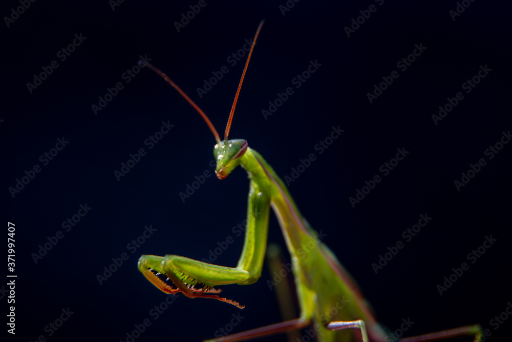 Close up shot of a Green Praying Mantis Mantid, family Mantidae, with black background. Close up shot of a Green Praying Mantis Mantid, family Mantidae, with black background.