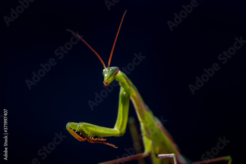 Close up shot of a Green Praying Mantis Mantid, family Mantidae, with black background. © Roman Akimov