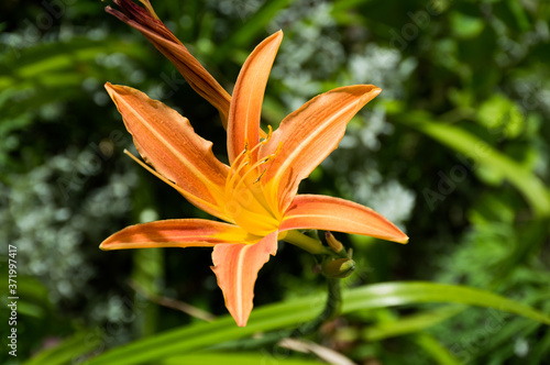 orange tiger lily flower on green background