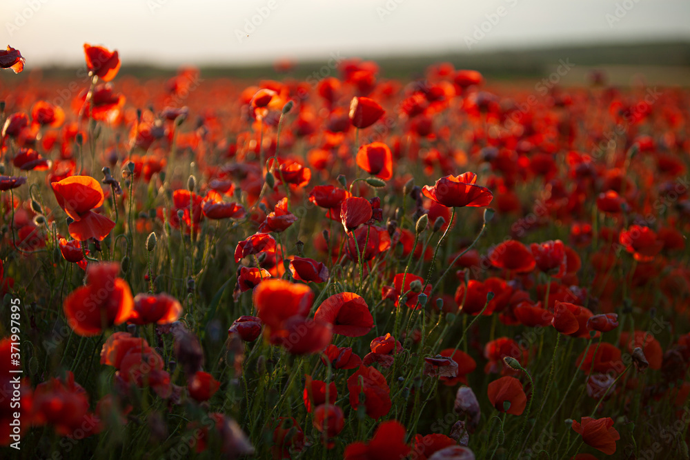 Obraz premium Field of poppies on a summer sunset. soft focus