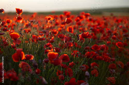 Field of poppies on a summer sunset. soft focus