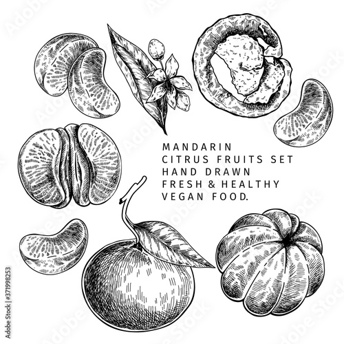 Hand drawn mandarin fruits, whole and sliced, leaves and blossom. Vector illustration of tangerine. Citrus sweet vegetarian food. Good for restaurant menu, package design, food banner.