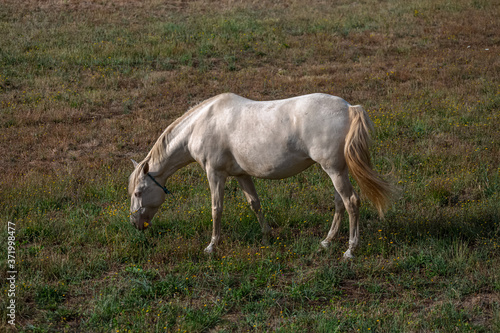 View of beautiful white and yellow horse grazing in a field of green herbs
