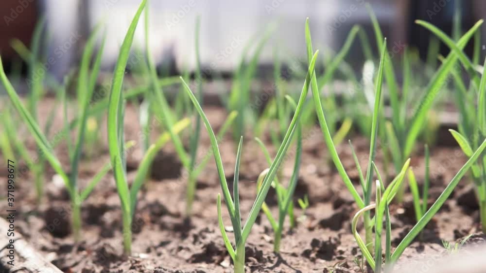 cultivated garlic plantation in the garden. selective focus cultivated garlic plantation in the garden. selective focus