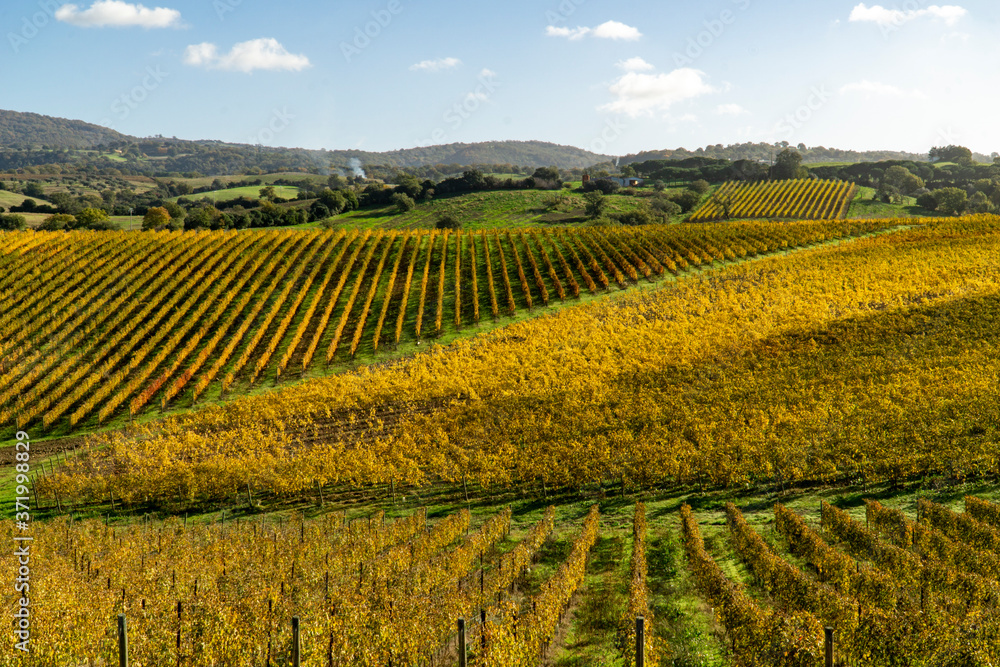 Italy Grosseto maremma Scansano, cultivation of Morellino di Scansano vine, autumn colors.