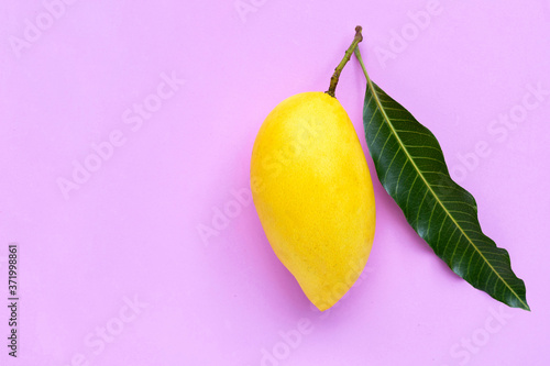 Yellow mango on pink background, Tropical fruit  juicy and sweet.