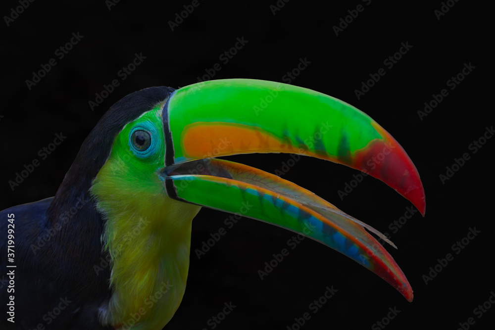 Fototapeta premium Ramphastos sulfuratus