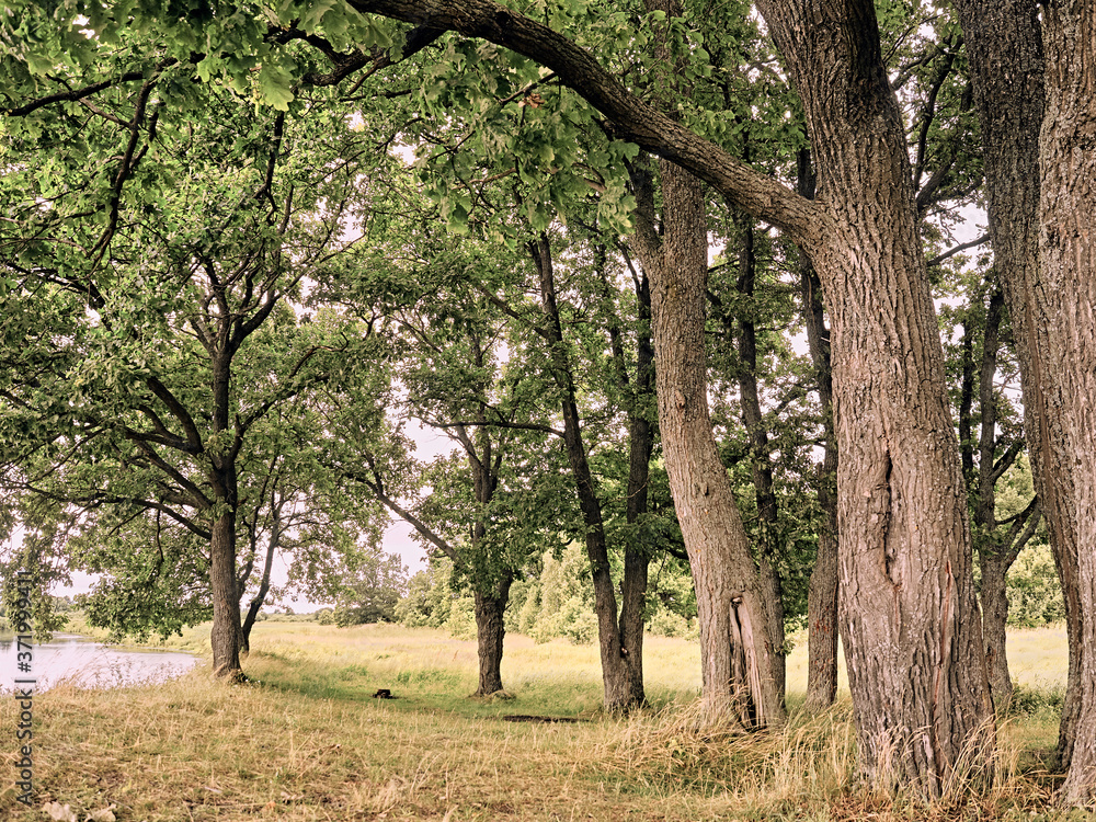 oak trees by the river. summer oak trees by the river. summer
